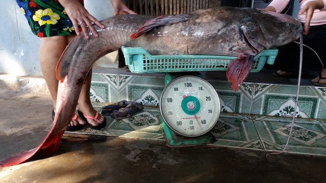 Cá lăng đuôi đỏ sống ở tầng giữa, sống đơn độc. Thịt cá trắng, dai giòn với hương vị rất đặc trưng. Ảnh baotainguyenmoitruong.