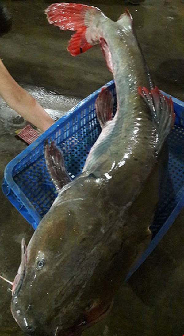 Cá lăng đuôi đỏ khá dễ nuôi. Thức ăn chính của chúng là các loại cá sống nước ngọt hoặc cá biển. Ảnh vov.