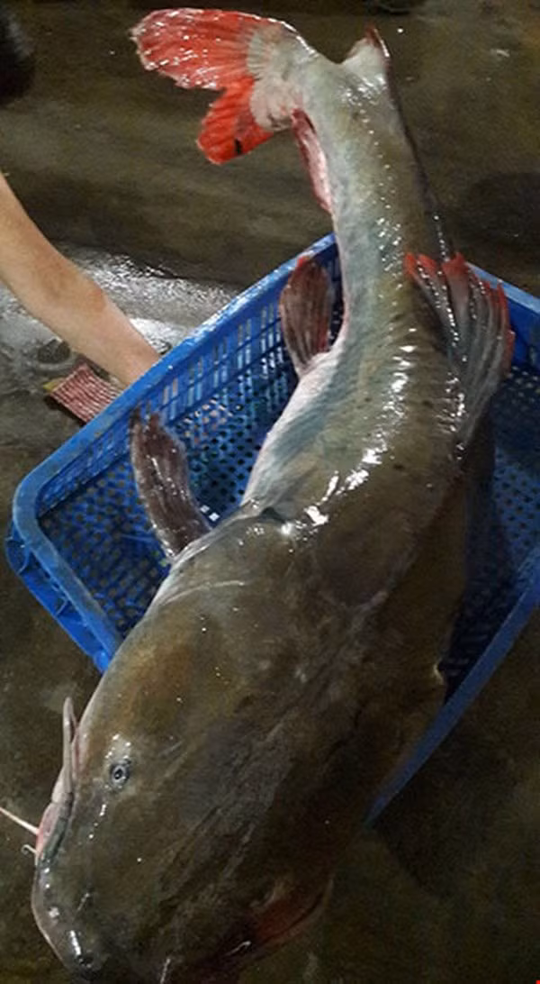 Cá lăng đuôi đỏ khá dễ nuôi. Thức ăn chính của chúng là các loại cá sống nước ngọt hoặc cá biển. Ảnh vov.