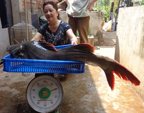 Cá lăng đuôi đỏ là loài cá nước ngọt có kích thước khá lớn. Thân cá dài, đầu dẹp, da trần không có vảy, có 4 đôi râu với 1 đôi ở mũi, 1 đôi ở hàm và 2 đôi ở cằm. Ảnh bmtdaklak.
