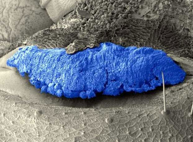 Hiện các nhà khoa học vẫn chưa lý giải được quá trình hình thành của những điểm màu xanh ở loài mối Neocapritermes taracua. Ảnh dietmoisieutoc.