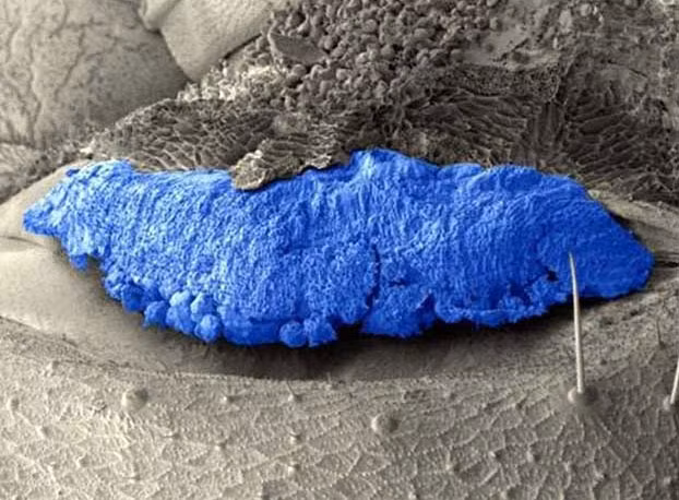 Hiện các nhà khoa học vẫn chưa lý giải được quá trình hình thành của những điểm màu xanh ở loài mối Neocapritermes taracua. Ảnh dietmoisieutoc.