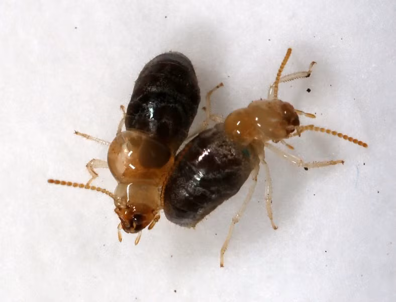 Khi bị tấn công, mối thợ sẽ tiết ra nước bọt để tạo ra chất độc. Chất độc sẽ phun ra như bom nổ, văng ra và bám vào xung quanh. Ảnh czu.