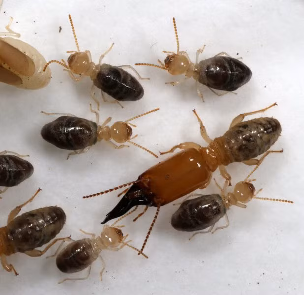 Chất độc của loài mối Neocapritermes taracua gồm các tinh thể protein chứa đồng được xếp thành từng cặp và sẽ được kích nổ khi chúng tiếp xúc với nước bọt của mối Neocapritermes taracua. Ảnh czu.