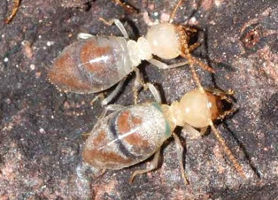 Chất độc này có thể ăn mòn những thứ mà nó bám vào. Ảnh blogspot.