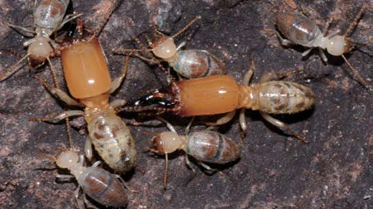 Lúc này, chất độc sẽ giết chết chính bản thân mối Neocapritermes taracua, đồng thời tiêu diệt kẻ tấn công và có thể cả những kẻ khác ở gần kề đó. Ảnh dongascience.