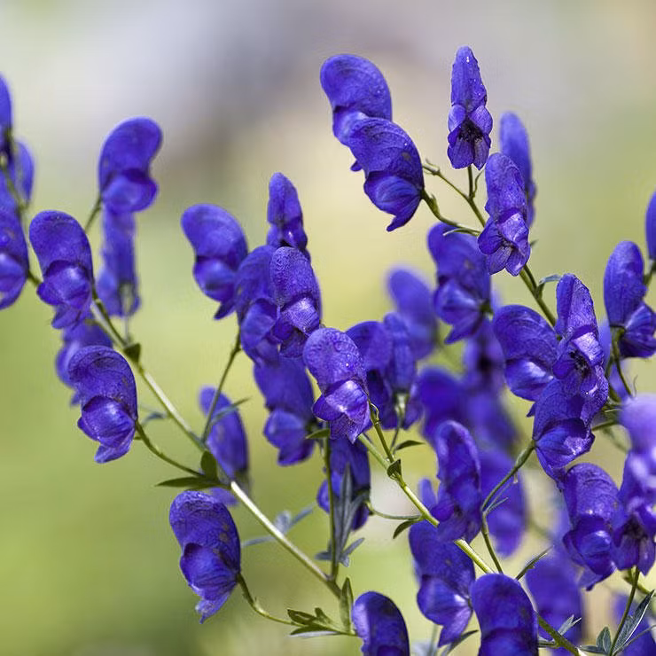 Nếu chạm phải cây phụ tử, chất độc trong cây có thể gây nôn, chóng mặt, tiêu chảy. Ảnh healthplus.