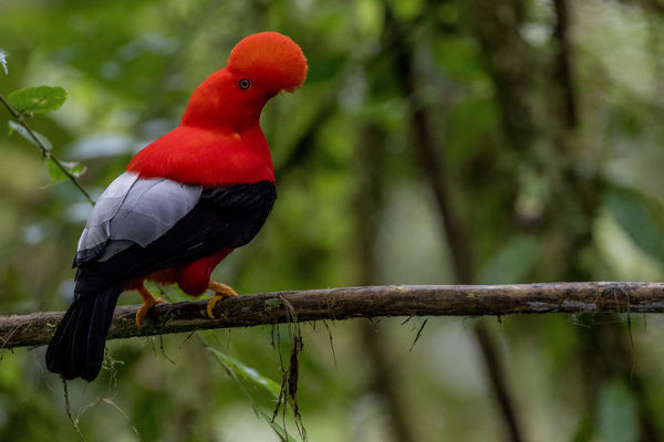 Thức ăn của chim quốc điểu Peru này chủ yếu là trái cây và côn trùng, đôi khi chúng cũng ăn cả các loài bò sát và lưỡng cư nhỏ như ếch. Ảnh natureplprints.