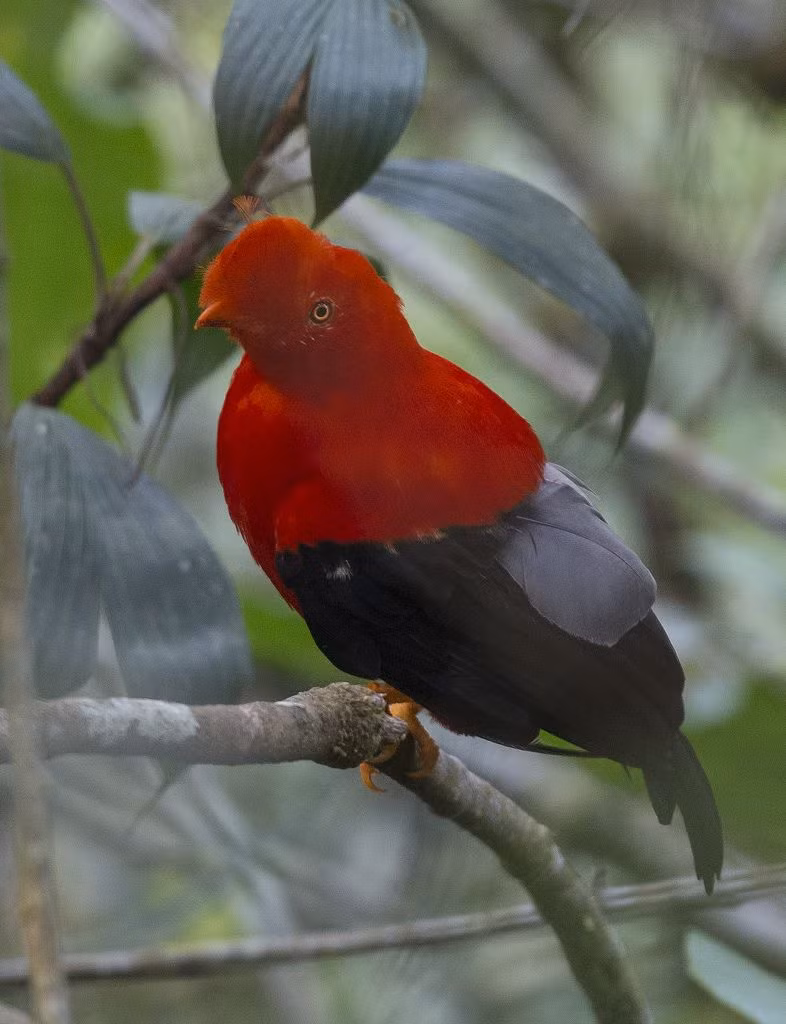 Chim Tunki đực phải cạnh tranh với nhiều con đực khác để giành quyền giao phối với con cái. Do đó, bộ lông càng sặc sỡ và chiếc mào càng lớn thì chim đực càng có lợi thế khi tìm kiếm bạn tình hơn. Ảnh pinimg.