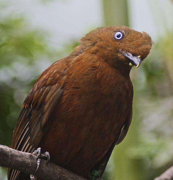 Chim Tunki đực có bộ lông màu cam rất nổi bật trong khi chim cái có bộ lông màu sẫm. Ảnh nhptv.