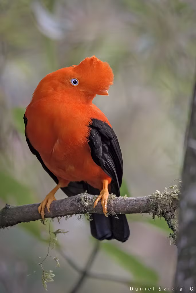 Chim Tunki đực khoe bộ lông sặc sỡ và chiếc mào lớn của mình cùng một điệu nhảy để thu hút và quyến rũ chim cái. Ảnh staticflickr.