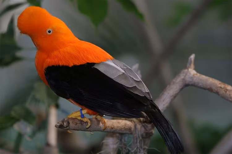  Chim Tunki có tên khoa học là Rupicola peruvianus. Đây là một loài chim dạng sẻ lòa thường sống ở những khu rừng sương mù của dãy Andes. Ảnh congnghe.