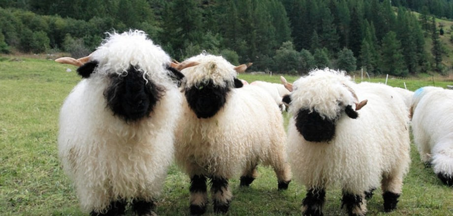 Cừu mũi đen Valais có thể cho 4kg len mỗi năm từ bộ lông của chúng. Ảnh travelask.