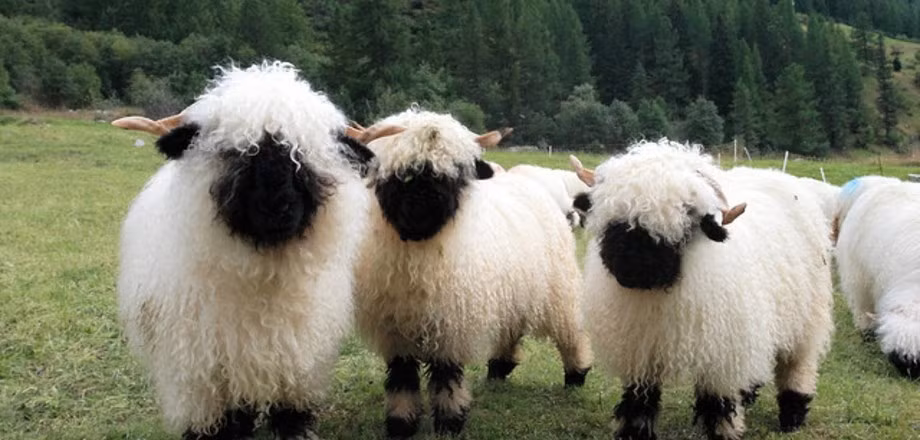 Cừu mũi đen Valais có thể cho 4kg len mỗi năm từ bộ lông của chúng. Ảnh travelask.