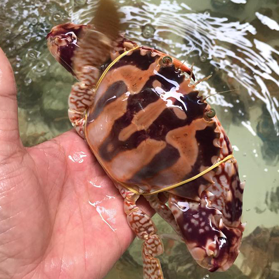 So với ghẹ xanh, ghẹ đỏ phổ biến hơn và giá thành cũng thấp hơn một chút. Ảnh rungvangbienbac.