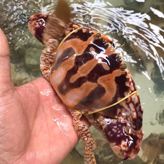 So với ghẹ xanh, ghẹ đỏ phổ biến hơn và giá thành cũng thấp hơn một chút. Ảnh rungvangbienbac.