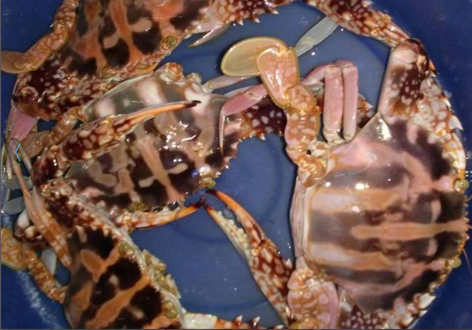 Mặc dù vậy, thịt ghẹ đỏ thì có chất lượng không thua kém gì ghẹ xanh. Ảnh chogiadinh.