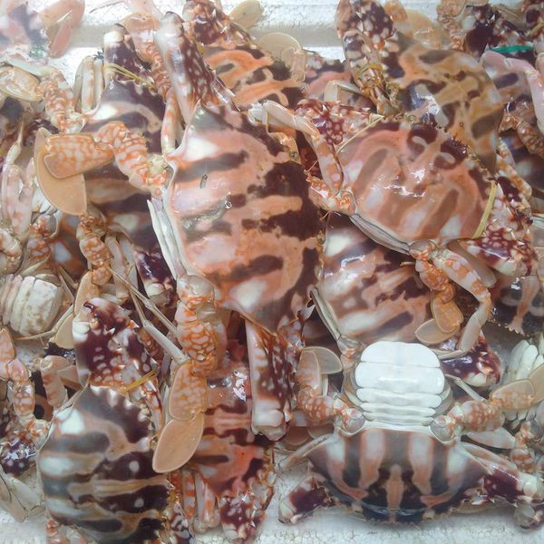 Ghẹ đỏ thường có trọng lượng lớn hơn ghẹ xanh. Khi vào mùa, 1kg ghẹ đỏ có khoảng 1 -2 con, còn bình thường thì đạt khoảng 3 -4 con/kg. Ảnh blogspot.