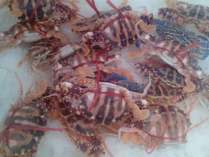 Ở nước ta, ghẹ đỏ có ở rất nhiều các vùng miền Phú Quốc, Thanh Hóa, Đà Nẵng, Nha Trang, Nghệ An, Phú Quốc… Ảnh vinet.