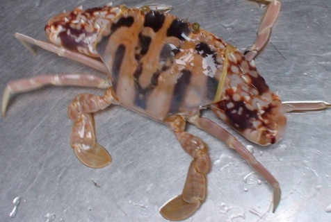 Ghẹ đỏ là loại đặc sản nổi tiếng ở các vùng biển Việt Nam. Đúng như tên gọi của nó, loài ghẹ có màu đỏ và trên thân thường có 3 chấm tròn với hình chữ thập ở lưng. Ảnh haisantoanquoc.