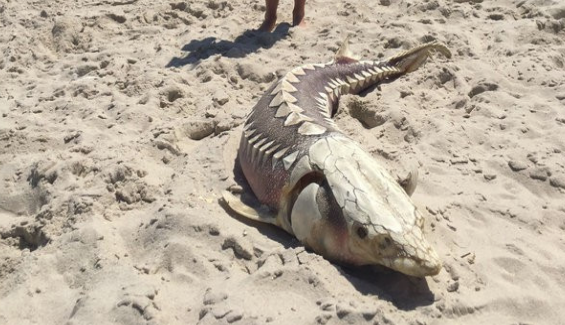 Giữa năm 2018, tại bờ biển New Jersey, Stephanie Hall- một người du lịch đã phát hiện ra xác sinh vật dài 2 mét sau một vòng chạy bộ trên bãi biển. Xác sinh vật kỳ lạ này sau đó được xác định là cá tầm, một loài sinh vật đã tồn tại từ kỷ Trias, cách đây 245 triệu năm. Loài cá này có thể phát triển chiều dài tới 4 mét và nặng gần 400kg, chúng có thể sống tới 60 năm. 