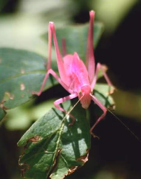 Vì vậy, để trốn tránh kẻ thù, chúng thường ẩn mình dưới những tán cây hay các loài hoa có màu đỏ hoặc màu hồng như là một cách ngụy trang. Ảnh treehugger.