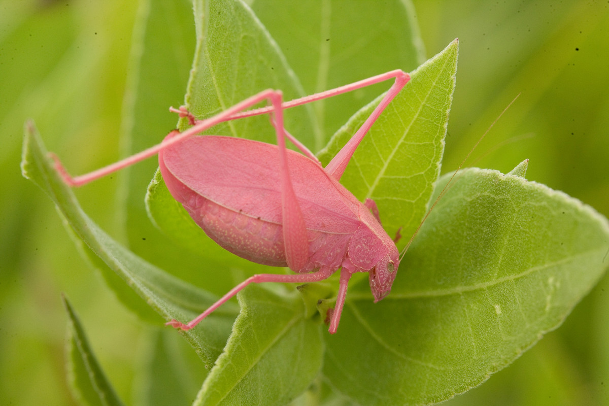 Châu chấu Katydid có hai chiếc râu dài, mỏng, thậm chí có thể dài vượt quá chiều dài cơ thể nó. Ảnh mo.