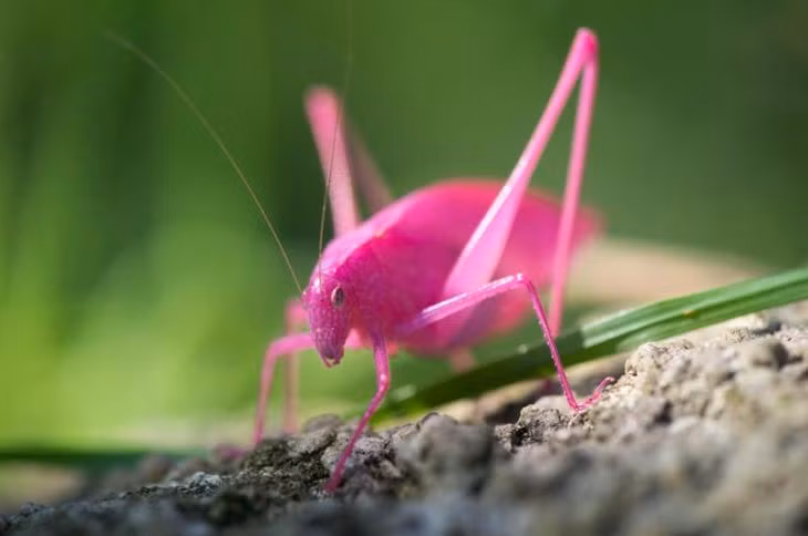 Loài châu chấu màu hồng đặc biệt này có tên là Katydid. Đây là loài côn trùng cực kỳ quý hiếm, thường chỉ được tìm thấy ở miền Tây Hoa Kỳ. Ảnh vineyardgazette.