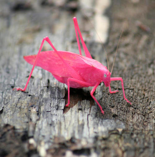 Cả châu chấu Katydid đực và cái đều phát ra âm thanh bằng cách cọ xát đôi cánh lại với nhau. Ảnh tumblr.