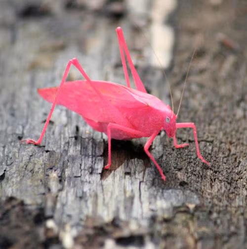 Cả châu chấu Katydid đực và cái đều phát ra âm thanh bằng cách cọ xát đôi cánh lại với nhau. Ảnh tumblr.