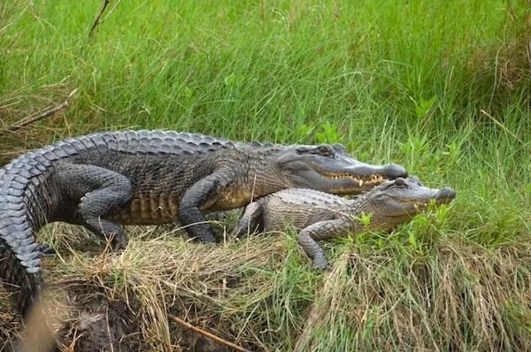 Cá thể cá sấu mõm ngắn Mỹ lớn nhất từng bắt được là ở Louisiana đầu thập niên 1900 có chiều dài 5,84 m và nặng tới 1.000 kg. Ảnh pandasthumb.