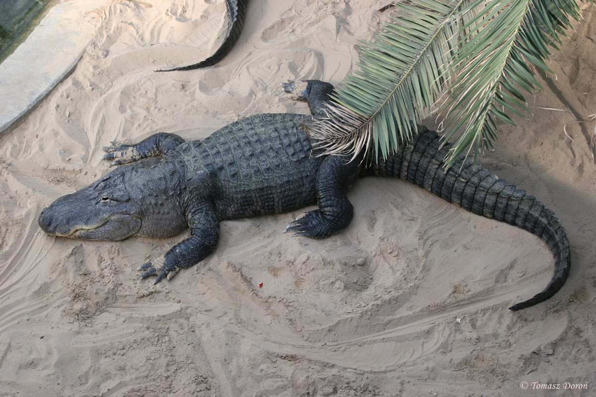 Cá sấu mõm ngắn Mỹ có môi trường sống rất đa dạng, từ đầm lầy, hồ nước, vùng đất ngập nước hay cả vùng ngập mặn... Ảnh zoochat.