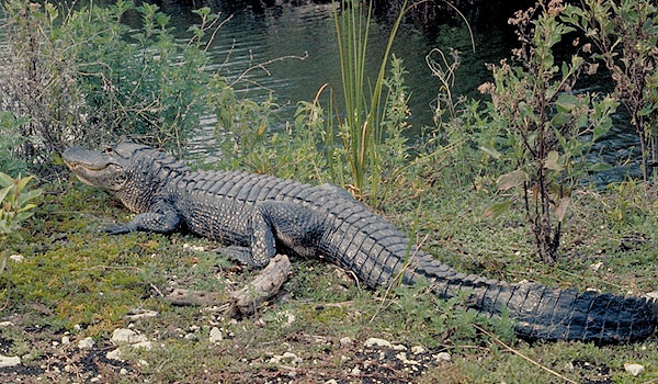 Điều nguy hiểm nhất ở cá sấu mõm ngắn Mỹ là nó sở hữu lực cắn lên tới 9.452 newton (được đo trong phòng thí nghiệm). Ảnh nature.