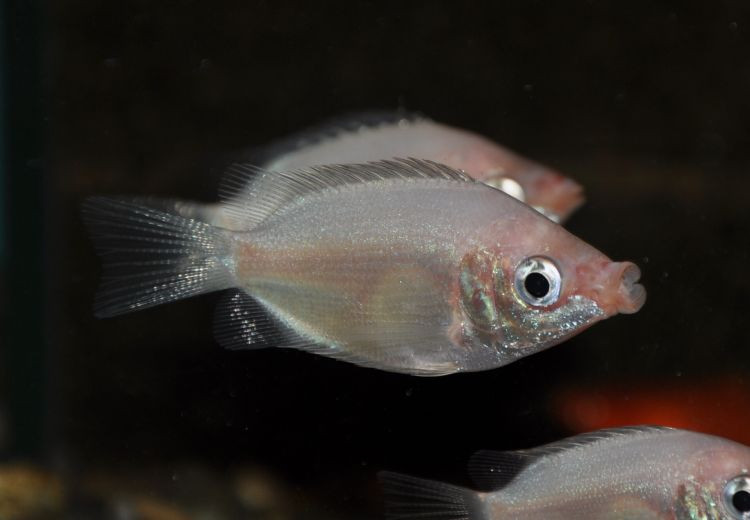 Cá hường bố mẹ sau khi đẻ trứng có thể ăn trứng và loài cá này không có tập tính chăm sóc cá con. Ảnh biolib.