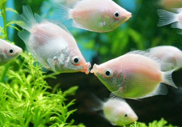 Cá hường có hành vi “hôn đắm đuối” đối phương khiến nhiều người tưởng rằng chúng đang thể hiện tình yêu với nhau. Ảnh blogspot.