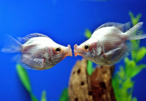 Cá hường du nhập về Việt Nam từ những năm 60. Loài cá này có màu sắc đẹp, giá thành lại rẻ nên được nhiều người mua về chơi. Ảnh blogspot.