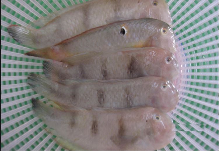 Cá mó có ngoại hình không được đẹp mắt như nhiều loài cá khác. Cá có mình dẹp, thân màu trắng hồng, có vảy bạc, đầu hơi tròn, miệng méo. Ảnh blogspot.