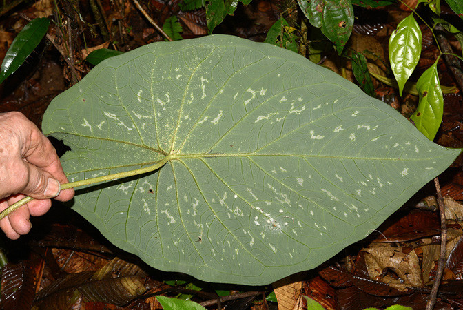 Cây tai voi có lá hình mũi tên và thường được trồng với số lượng lớn trong nhà hoặc ngoài trời. Ảnh aroidpictures.