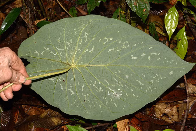 Cây tai voi có lá hình mũi tên và thường được trồng với số lượng lớn trong nhà hoặc ngoài trời. Ảnh aroidpictures.