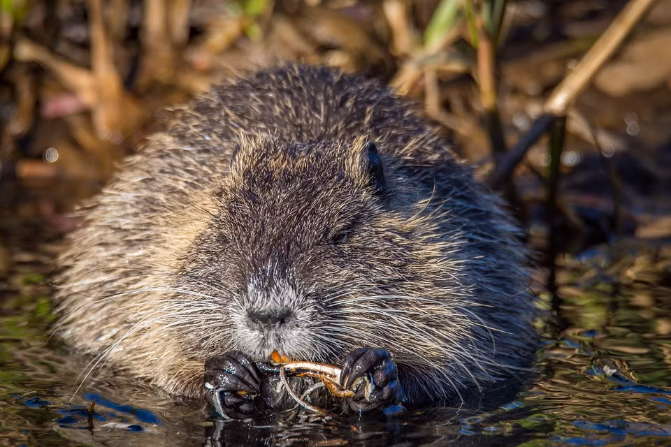 Chuột xạ hương có thể bơi xa 100m và lặn dưới nước trong 17 phút. Ảnh pixabay.