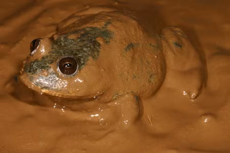 Thay vì bài tiết ra khỏi cơ thể dưới dạng nước tiểu, ếch giữ nước sẽ chuyển lượng nước được dự trữ trong bàng quang của mình lên miệng để uống khi chúng cảm thấy khát. Ảnh frogs.