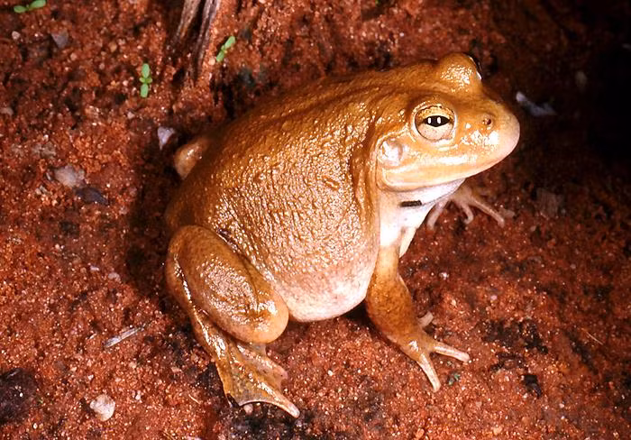 Ếch giữ nước có khả năng đó là do chúng có thể dự trữ nước trong bàng quang trong một thời gian dài. Ảnh museum.