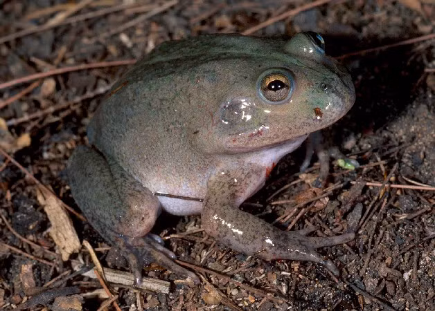 Ngoài bàng quang, ếch giữ nước còn dự trữ nước trong các túi nhỏ trên da để sử dụng khi cần thiết. Ảnh wetlandinfo.