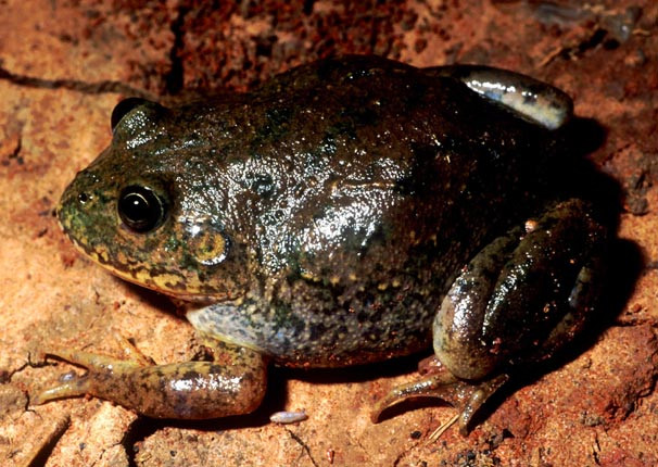 Vào mùa khô nóng, ếch giữ nước tiết ra một kén nhầy không thấm nước, nhằm giữ độ ẩm cho cơ thể. Ảnh wetlandinfo.