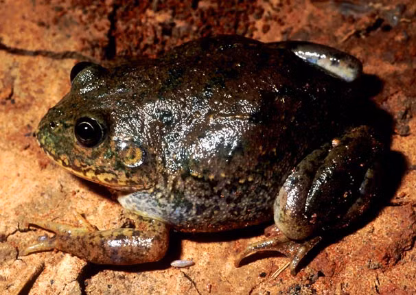 Vào mùa khô nóng, ếch giữ nước tiết ra một kén nhầy không thấm nước, nhằm giữ độ ẩm cho cơ thể. Ảnh wetlandinfo.