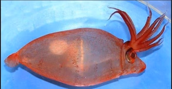 Sau đôi mắt của mực mỏ heo có cơ quan phát sáng giúp chúng di chuyển trong điều kiện thiếu ánh sáng. Ảnh wordpress.