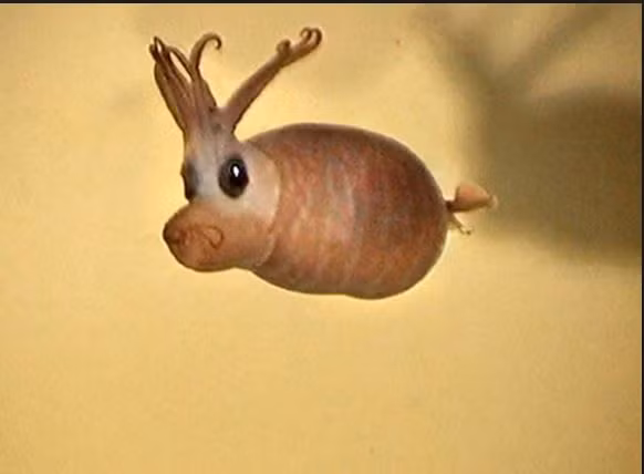 Các xúc tu trên mắt mực mỏ neo trông như những lọn tóc quăn. Ảnh wordpress.