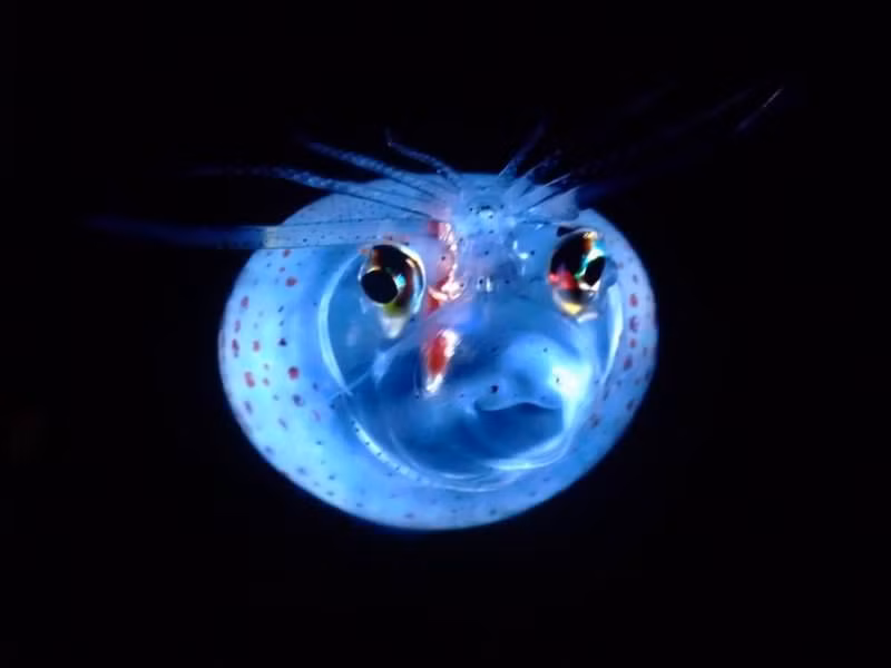 Khi quan hệ, mực mỏ neo sẽ bị mất đi một vài chiếc xúc tu và chuyển dần sang màu đỏ. Ảnh vomedia.