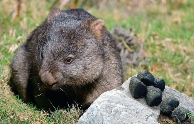 Theo các chuyên gia, ở phần đầu của ruột già gấu túi Wombat có những nếp gờ ngang - nguyên nhân khiến chất thải của chúng có hình khối lập phương. Ảnh blogspot.