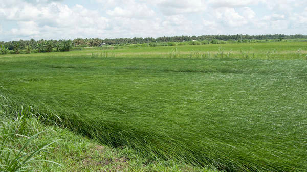 Cây lác là cây một lá mầm, thân trông mảnh khảnh, yếu ớt nhưng sức sống vô cùng dẻo dai. Ảnh quehuongmientay.